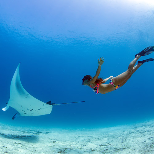 マンタと泳ぐイメージ1